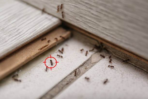 Best Spider Control Near Me  in Kiefer, OK
