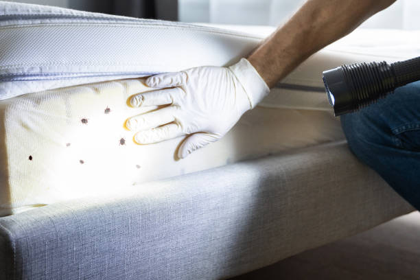 Best Wasp Removal Services  in Kiefer, OK